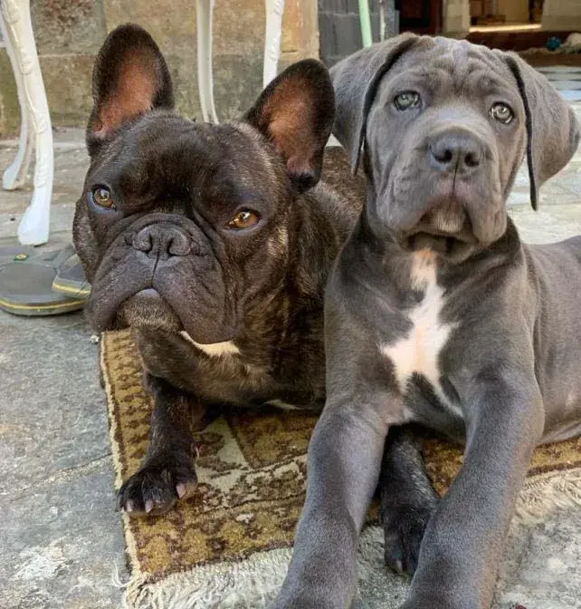 Soins énergétiques pour chiens de compagnie