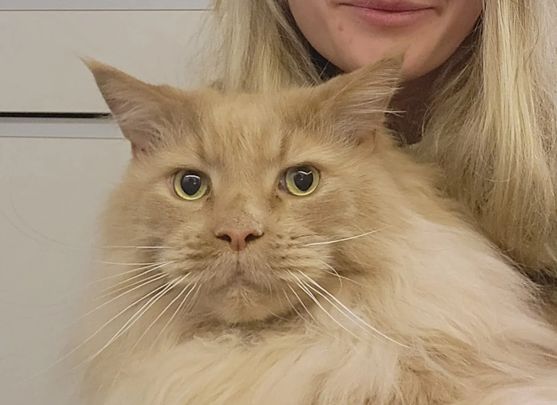 Chat en séance de soin énergétique