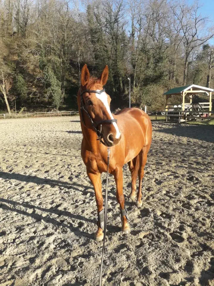 Cheval bénéficiant d’un soin énergétique harmonisant